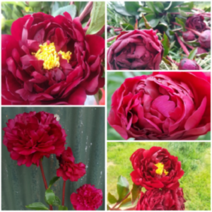 Peony Flowers - Image 7