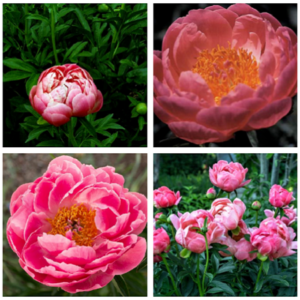Peony Flowers - Image 2