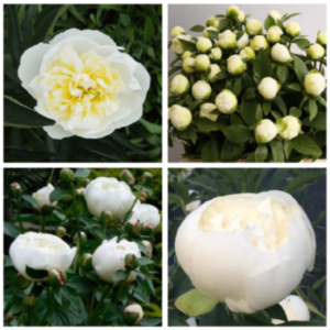 Peony Flowers - Image 3