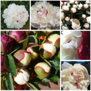 Peony Flowers - Image 9