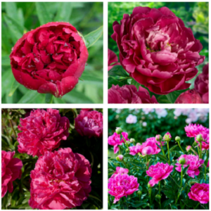 Peony Flowers - Image 6