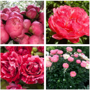 Peony Flowers - Image 5