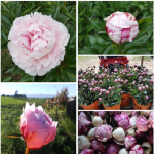 Peony Flowers - Image 4