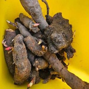 Peony Tubers 1