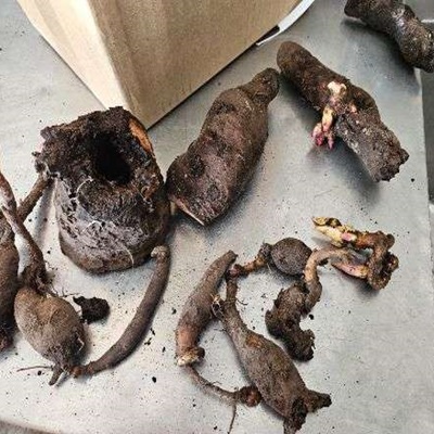 Commercial-Grade Peony Tubers (Pre-order) - Image 3