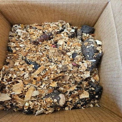 Commercial-Grade Peony Tubers (Pre-order) - Image 4