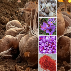 Saffron Corms (Pre-order) - Image 2