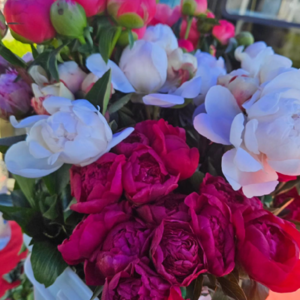 Peony Flowers Mixed