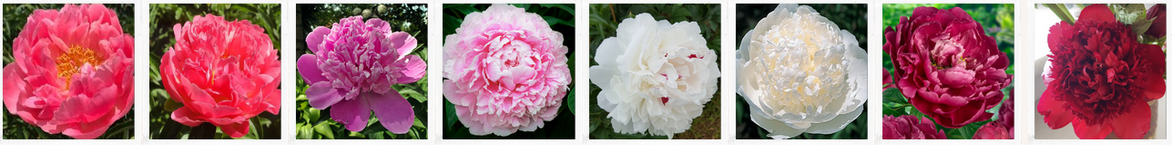 High Quality Peony Flowers