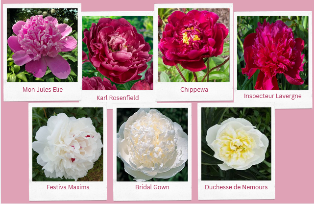 Mid season Flower Varieties 0