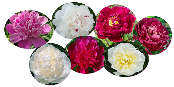 Peonies