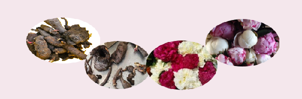 Peony Tubers Pre-Order