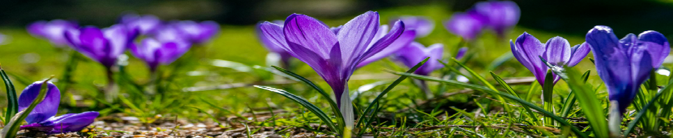 Growing Saffron photo