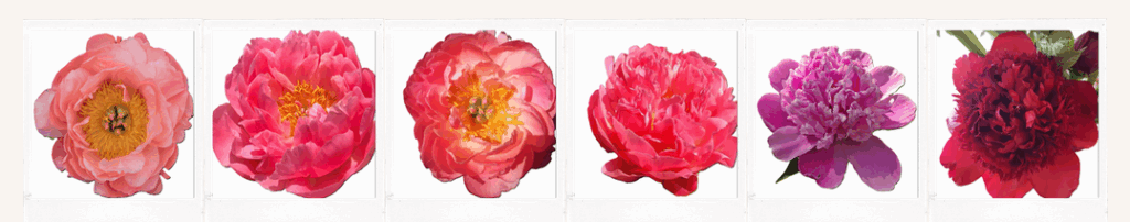 Early Season Peony Varieties